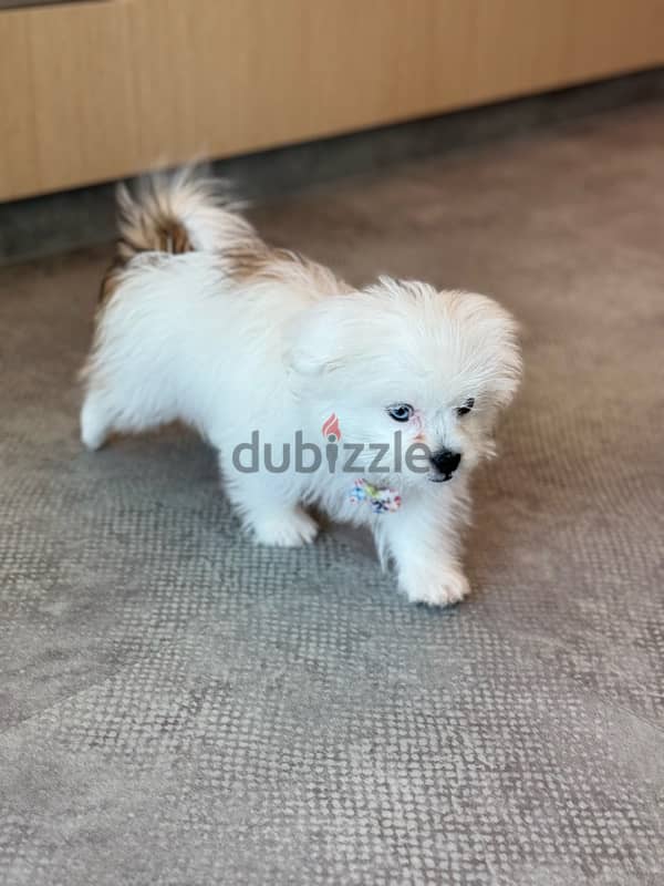 Maltese Puppy ( Male ) 2.5 Month - Milo 1