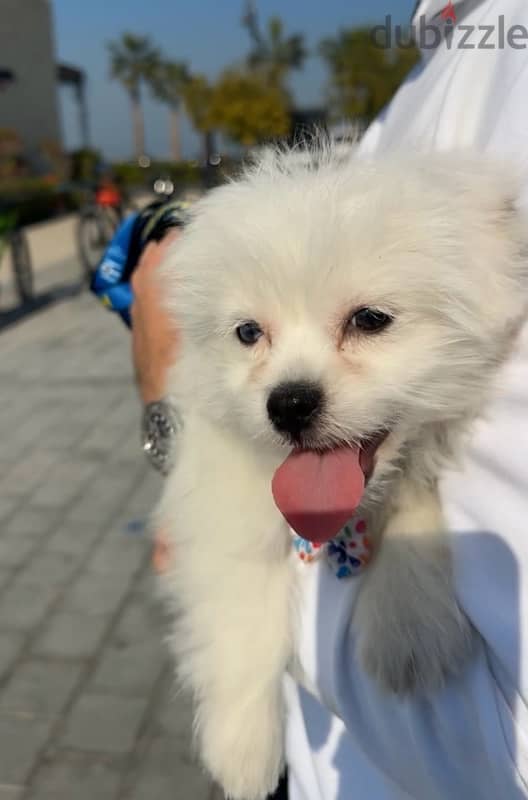 Maltese Puppy ( Male ) 2.5 Month - Milo 2