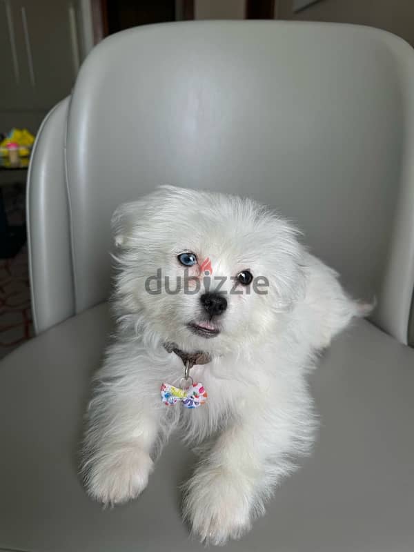 Maltese Puppy ( Male ) 2.5 Month - Milo 4