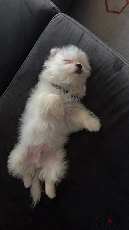 Maltese Puppy ( Male ) 2.5 Month - Milo 5