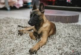 Whatsapp Me +96878738119 Belgian Malinois for sale