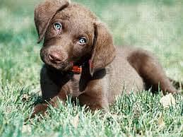 Whatsapp Me +96878738119 Chesapeake Bay Retriever for sale