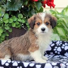 Whatsapp Me +96878738119 Corgipoo for sale