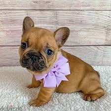 Whatsapp Me +96878738119 French Bulldog for sale 0