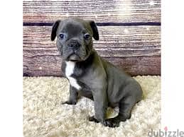 Whatsapp Me +96878738119 Frenchton for sale