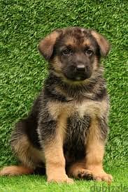 Whatsapp Me +96878738119 German Shepherd Dog for sale