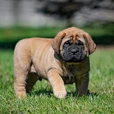 Whatsapp Me +96878738119 Mastiffs for sale