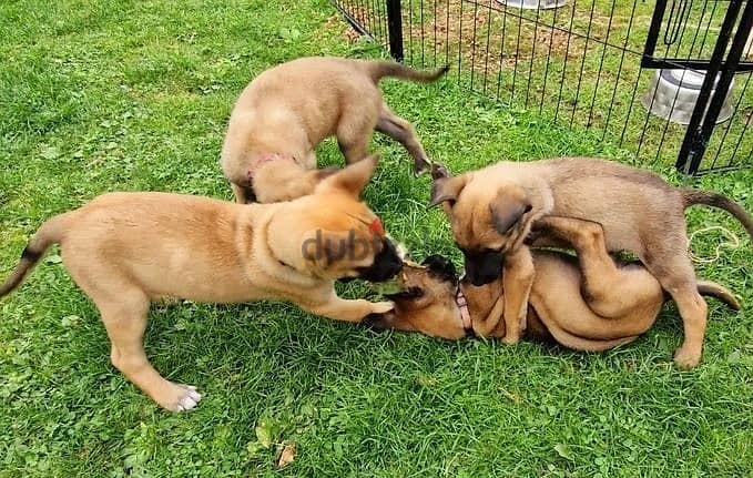 Whatsapp Me +966583921348 Belgian Malinois Puppies 1