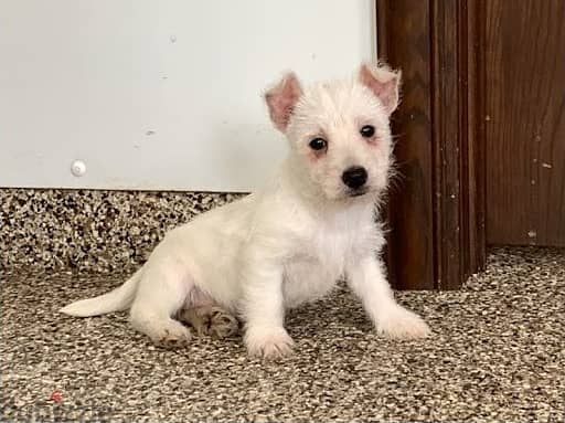 Whatsapp Me +972555074990 West Highland Terrier 1