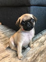 Whatsapp Me +96878738119 Pug for sale