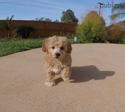 Whatsapp Me +966588993320 Cavapoo Puppies