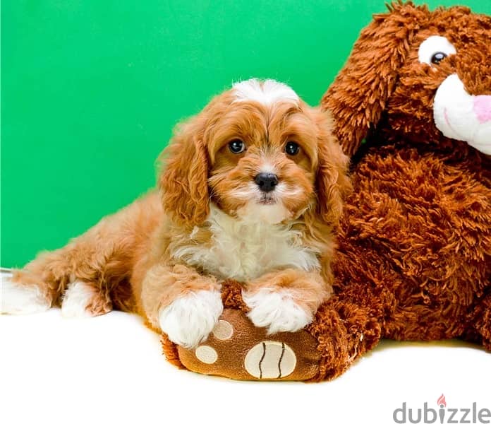 Whatsapp Me +966588993320 Cavapoo Puppies 1