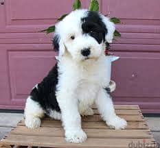 Whatsapp Me +96878738119 Sheepadoodle for sale