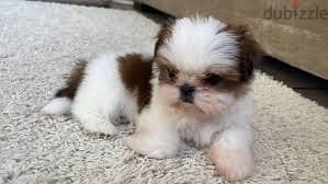 Whatsapp Me +96878738119 Shih Tzu for sale