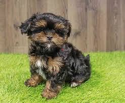 Whatsapp Me +96878738119 Shorkie for sale