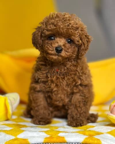 Poodle Puppies// WhatsApp +97455792932