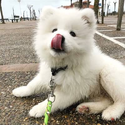 Samoyed puppies//WhatsApp +97455792932