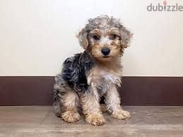 Whatsapp Me +96878738119 Yorkiepoo for sale