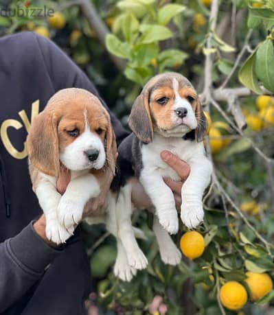 Whatsapp Me +966583921348 Beagle Puppies