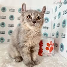 Whatsapp Me +96878738119 American Curl for sale 0