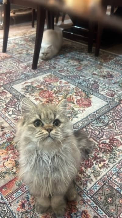 Persian male cat, 4 months