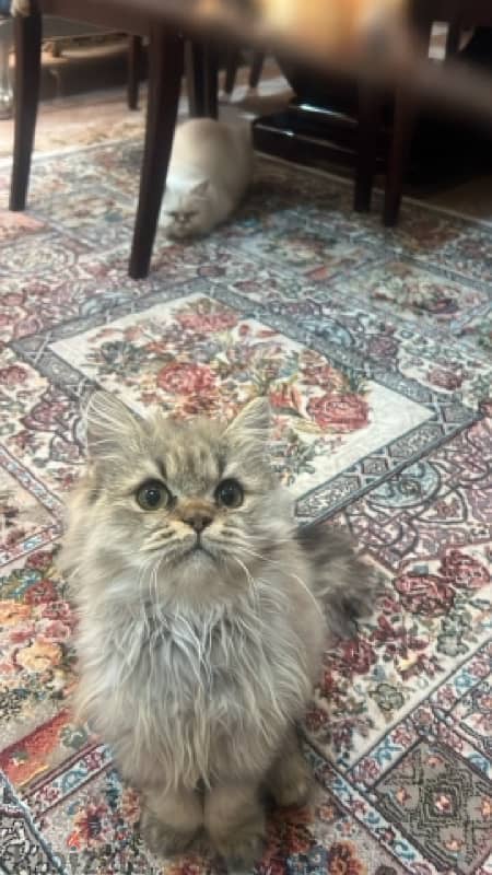 Persian male cat, 4 months 0