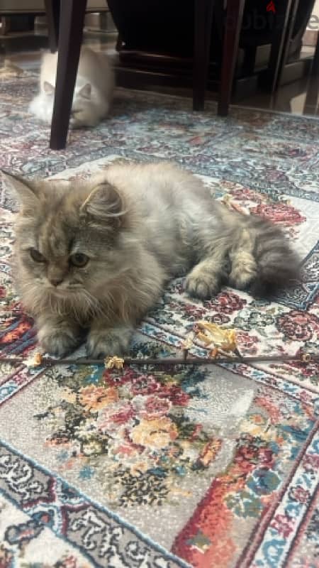 Persian male cat, 4 months 1