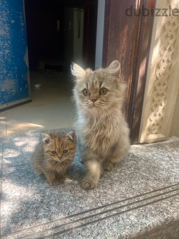 Persian male cat, 4 months 2