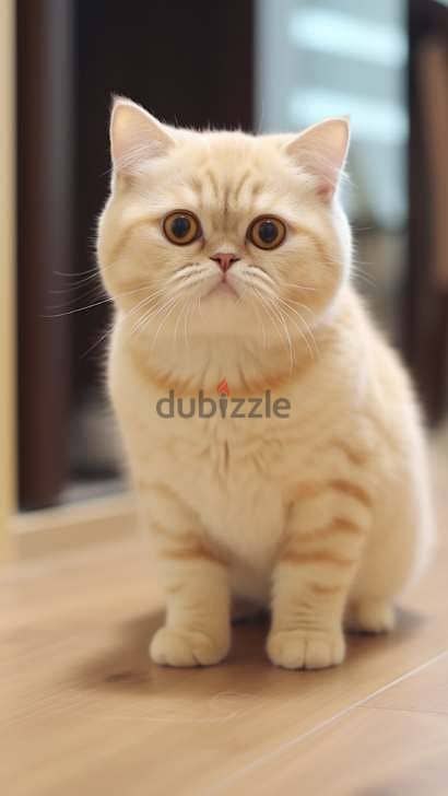 Whatsapp Me +96878738119 British Shorthair for sale 0