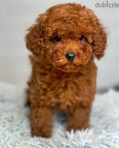 Poodle Puppies// WhatsApp. +966568218820