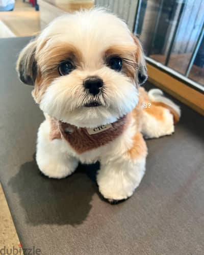 Shih Tzu// WhatsApp +971502618837