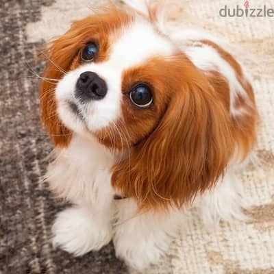 Cavalier King Charles Spaniel puppies