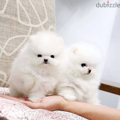 Sweet and lovely Pome_ranian Puppies