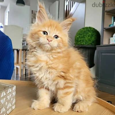 Maine Coon// WhatsApp. +966568218820