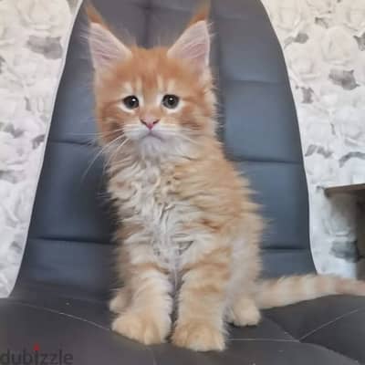 Maine Coons// WhatsApp. +966568218820