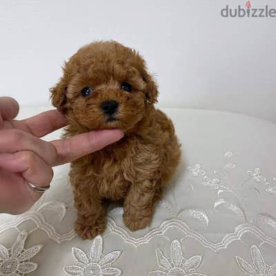 Mini toy Poodle puppies