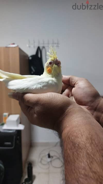 Home breed Baby Cockatiel (Red eyes) bird for sale. . . Contact 31348318