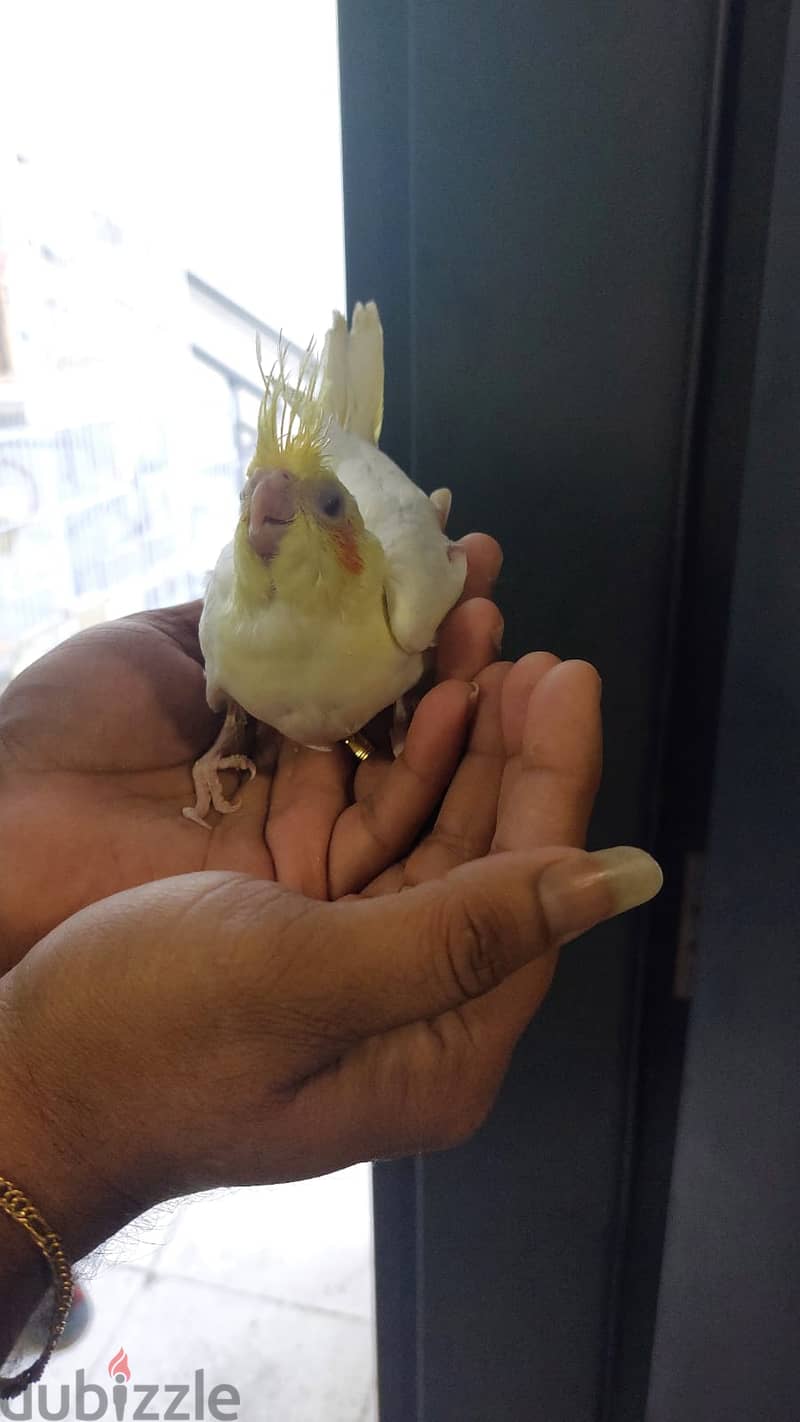 Home breed Baby Cockatiel (Red eyes) bird for sale. . . Contact 31348318 1