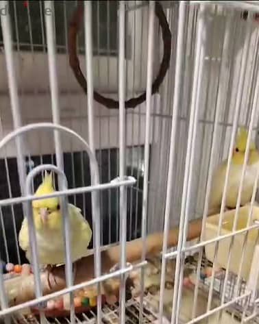 Home breed Baby Cockatiel (Red eyes) bird for sale. . . Contact 31348318 2