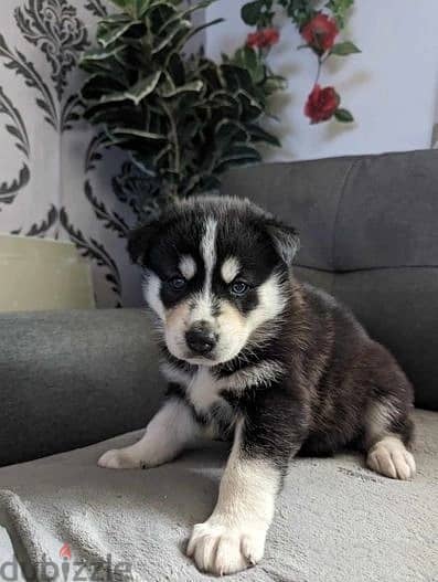 Whatsapp Me +966588993320 Siberian Husky Puppies 1