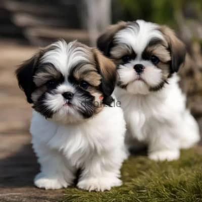 Shih Tzu// Whatsapp +97455937699