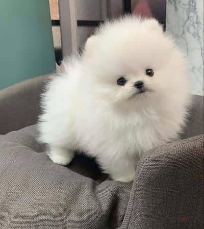 Pomeranian//Whatsapp +97455937699