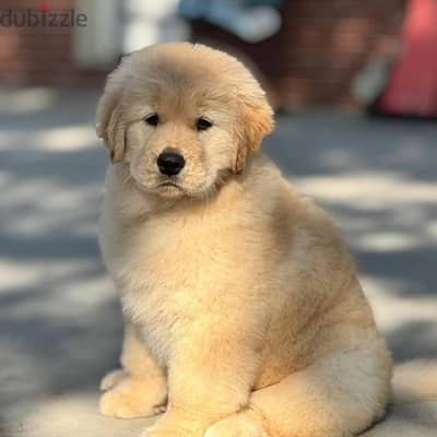 Golden Retriever// WhatsApp +971502618837