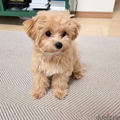 Maltipoo puppies// Whatsapp +97455937699