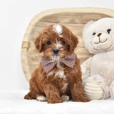 Cavapoo puppies// Whatsapp +97455937699