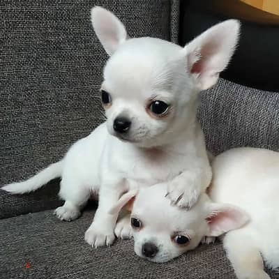 Chihuahua puppies// WhatsApp +97455792932