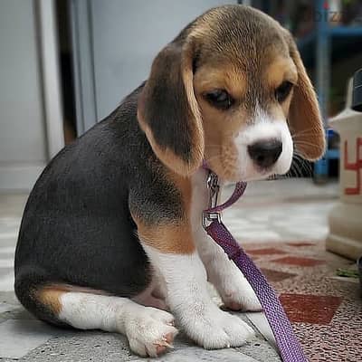 Beagle puppies// WhatsApp +97455792932