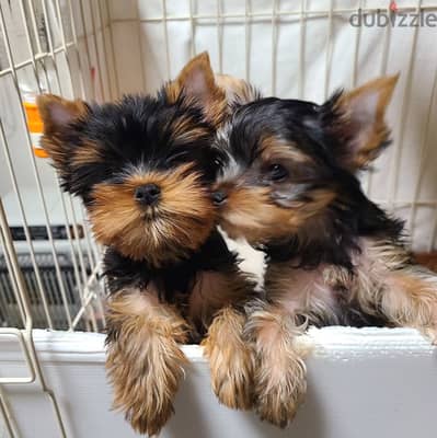 Yorkshire Terrier// Whatsapp +97455937699