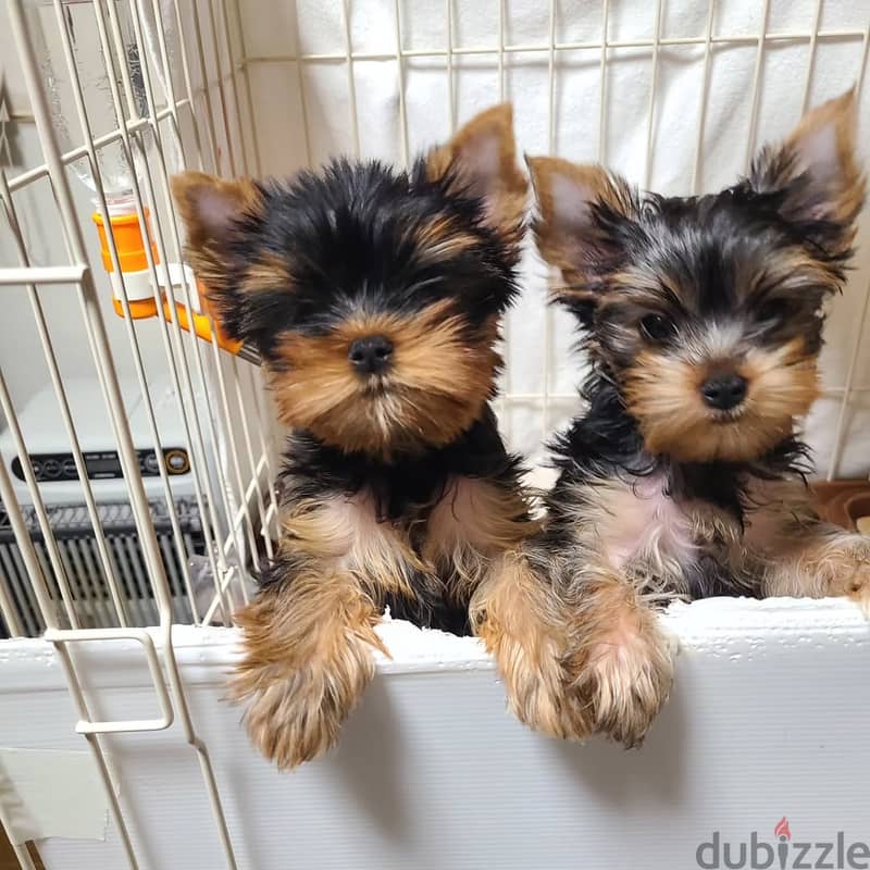 Yorkshire Terrier/) Whatsapp +97455937699 0