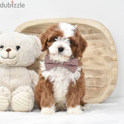 Cavapoo// WhatsApp +97455792932